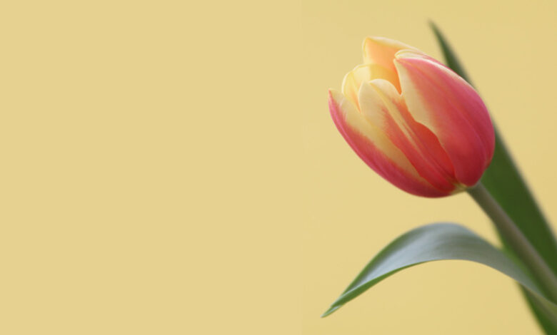 Photo of 吾家有子 ·  情窦初开